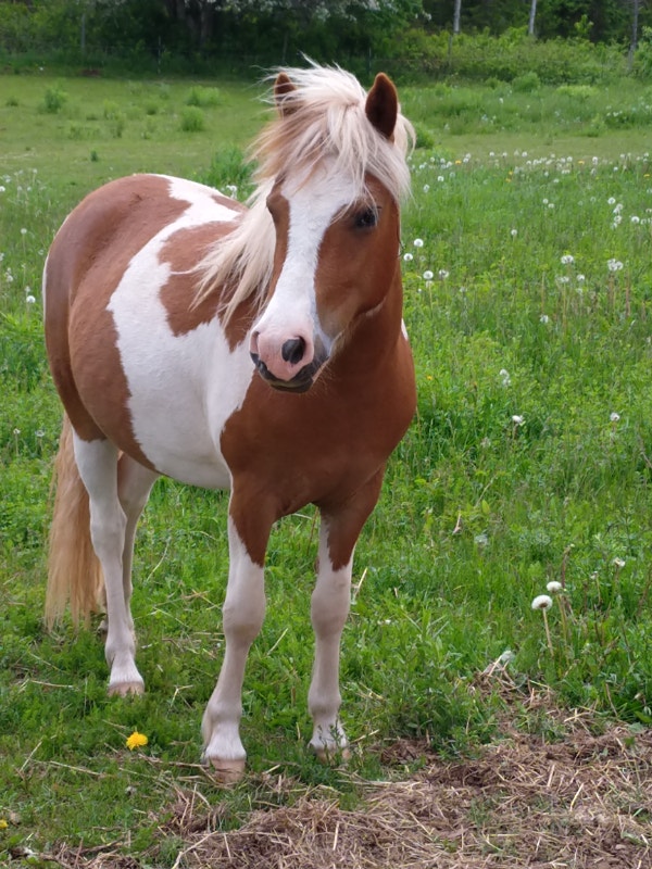 Ponies for sale in Nova Scotia Horses & Ponies for Rehoming Truro