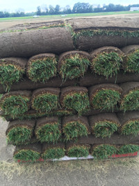 Fresh Kentucky blue grass delivery in Toronto best price Sod