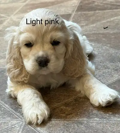 beautiful American Cocker Spaniel puppies, View more