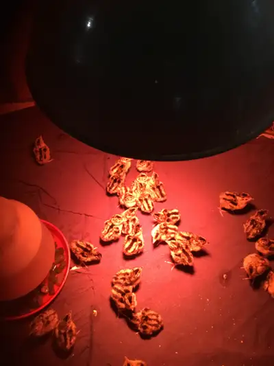 For sale ringneck pheasant chicks,1 week old $4, 2 to 3 week old $5, have pheasant chicks that are 6...