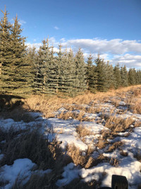 Spring Time is coming Mature Green and Blue Spruce Trees