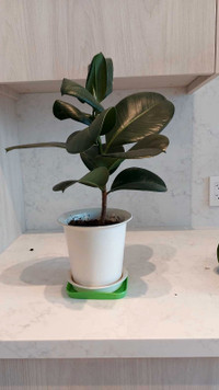 Rubber tree with pot 6" diameter