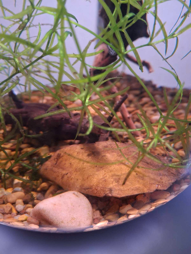 Guppy Grass Aquarium Plant in Fish for Rehoming in Edmonton - Image 4