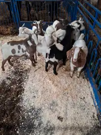 Buckling goats