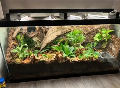 Terrarium bioactif, View more