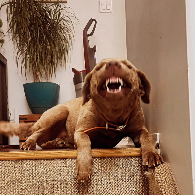 Chesapeake Bay Retriever Puppies Working Line in Dogs & Puppies for Rehoming in Barrie - Image 4