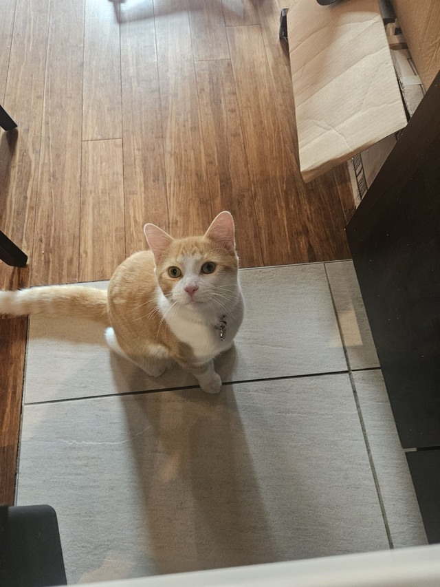 kitten for rehoming dans Chats et chatons à adopter  à Ville de Montréal - Image 3