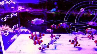 Beautiful Clownfish for sale !, View more