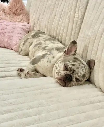 Female lilac merle Frenchie, View more