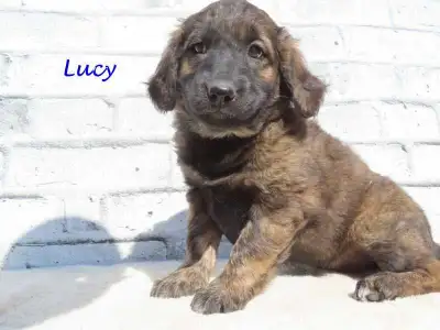 Golden retriever mix. , View more