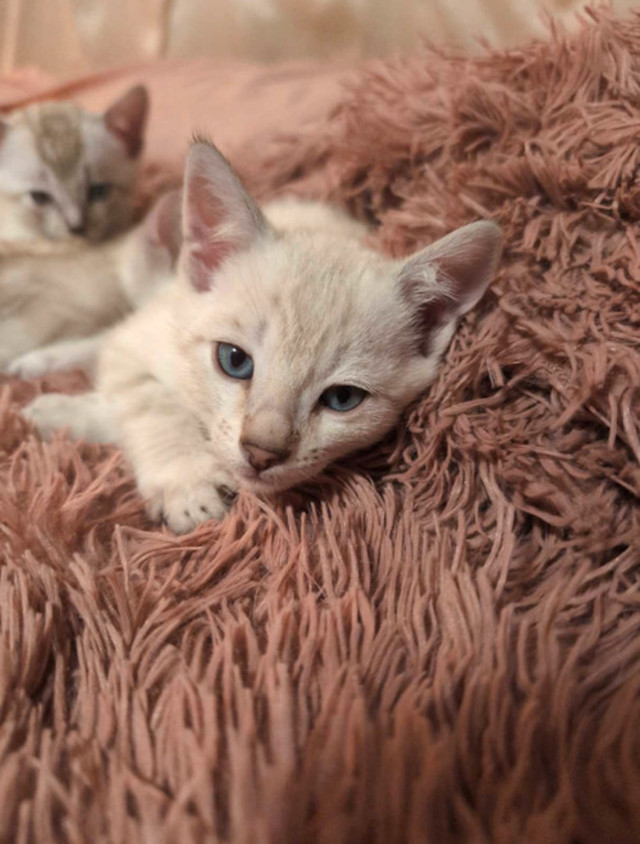 Snow Bengals  in Cats & Kittens for Rehoming in Sudbury - Image 3