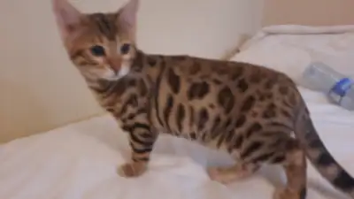 This beautiful Pure bred Bengal Girl is 6 months old and has just been spayed. She is super friendly...