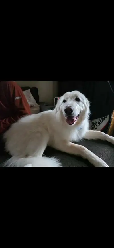 Due to my current living and work situations I am looking to rehome my great pyreness/maremma mix Bu...