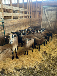 American black belly lambs 
