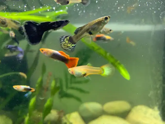 Least Killifish in Fish for Rehoming in Richmond - Image 6