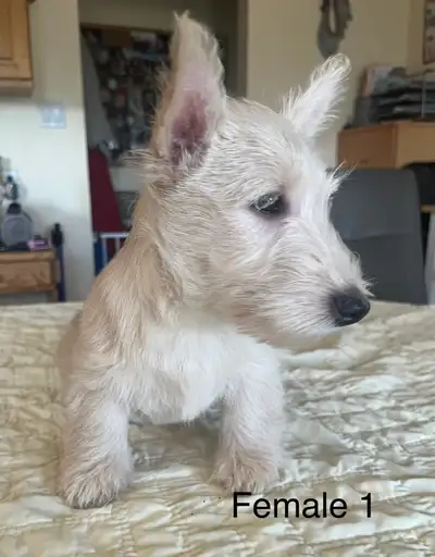 Scottish Terrier Puppies, View more