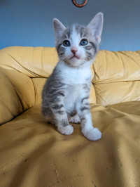 Cute Kitten Available For Sale