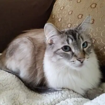 Ragdoll, Crème, Snow Tabby (Mâle), View more