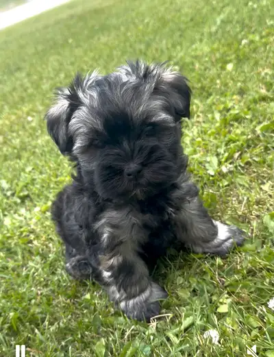 Adorable schnauzer x puppies ! Ready to go !!, View more