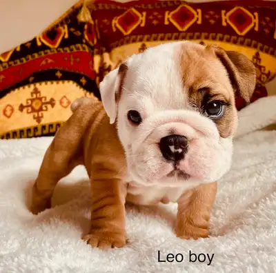 Registered English Bulldog puppies, View more