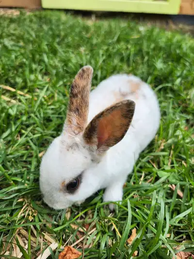 bébés lapins mini rex , View more