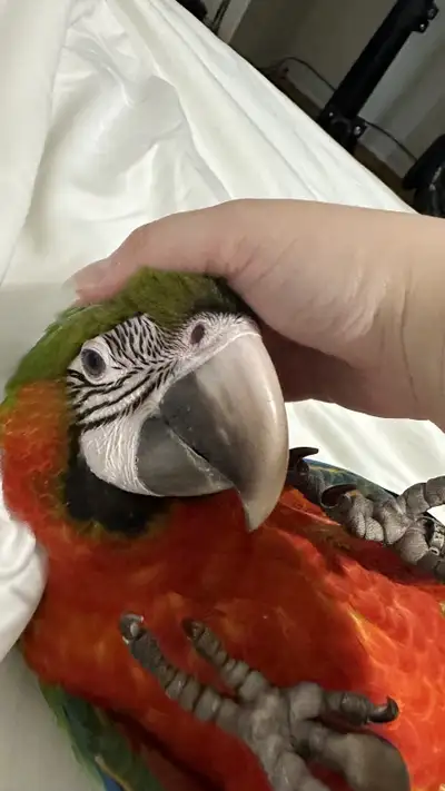 Baby harlequin macaw, View more