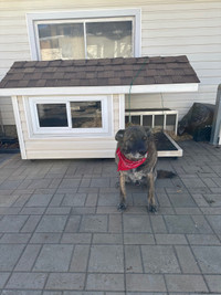 Custom Dog House