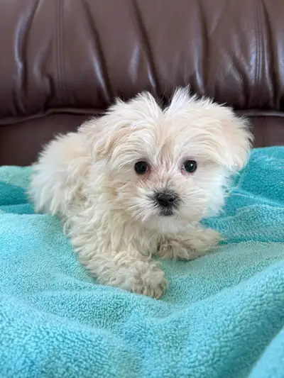 Maltipoo Puppies!❤️Ready to Go!, View more