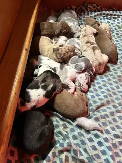 Purebred Great Dane Puppies, View more