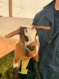 Purebred Female Fainting Goat Kid