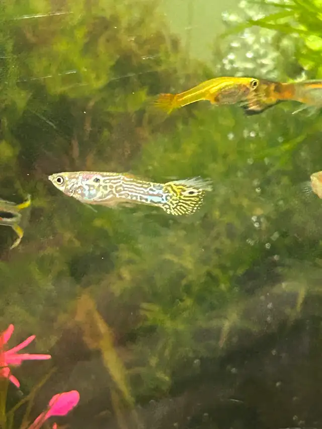 Beautiful Cobra guppy fish in Fish for Rehoming in Richmond - Image 2