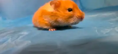 Hamster Female (1/4), healthy, friendly, and active (2 months), View more