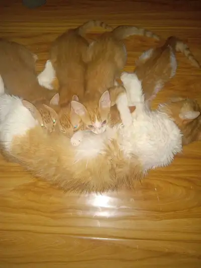 Orange female tabby kittens, View more