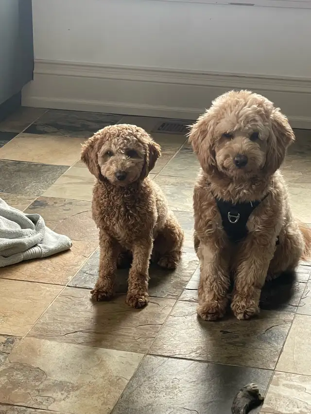 mini golden doodle puppies in Dogs & Puppies for Rehoming in Mississauga / Peel Region - Image 4