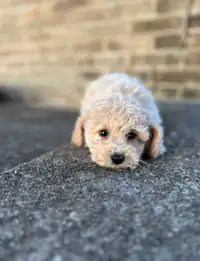 Mini bichonpoo puppies 