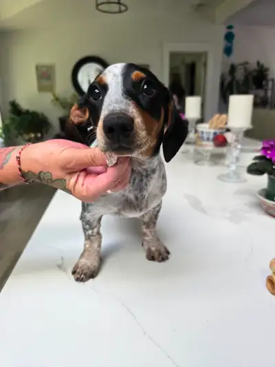 Dachshund 13 weeks old, View more