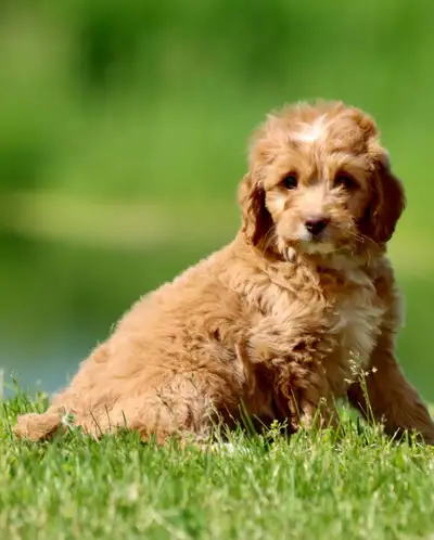 Lovely Males and females Goldendoodle puppies availble, View more