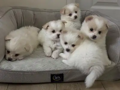 We have 5 beautiful, healthy Pomeranian puppies available! These little cuties are just 1 month old...