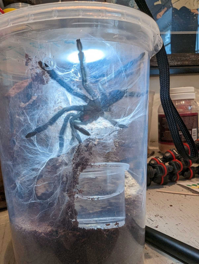 Violet Tree Spider Tarantula  in Other Pets for Rehoming in Edmonton