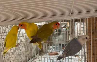 Love birds pairs