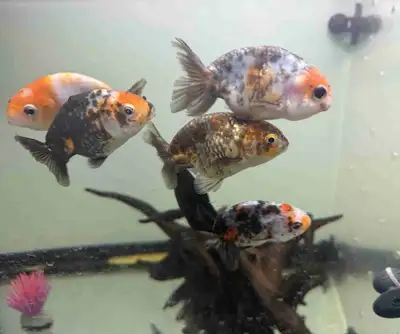 Ranchus Goldfish, View more