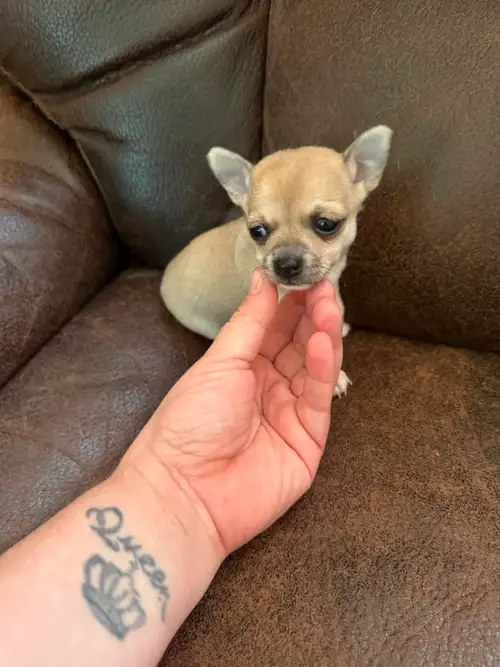 5 petit trésor à vendre vacciner vermifuger micro pucer 2 mâle 3 femelle vous pouvez me contacter au...