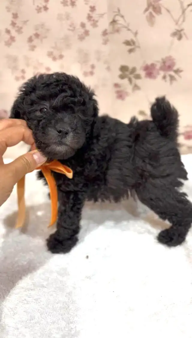 CKC registered gray/silver tiny toy poodle in Dogs & Puppies for Rehoming in Markham / York Region - Image 11