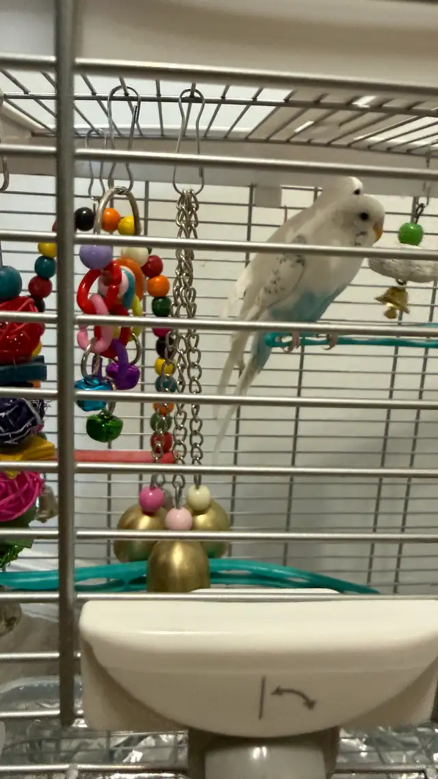 Two parrots for sale in Birds for Rehoming in Swift Current - Image 4
