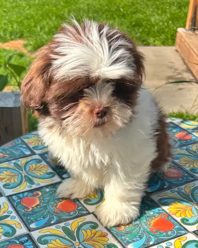 Last  Shih Tzu Puppy Ready for Snuggles!, View more