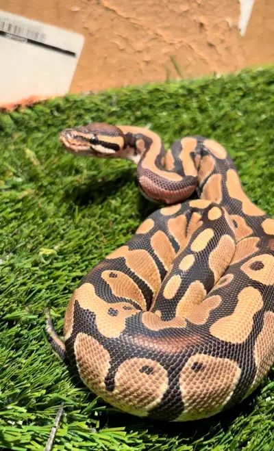 Ball Python (2 years old female), View more
