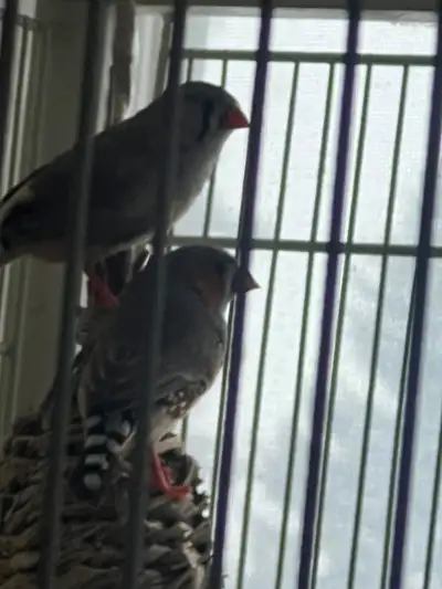 Hello. I am selling 3 pairs of java finch. They are almost a year old and laying eggs already. $50 f...