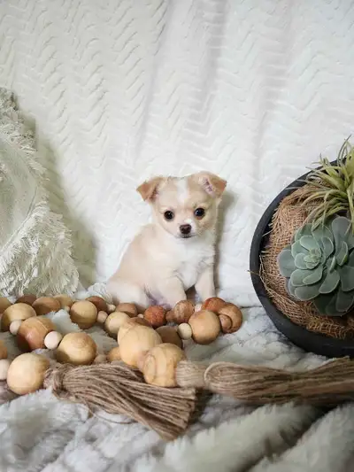 (WoW) Chihuahua male environ 5 à 6 livre adulte, View more