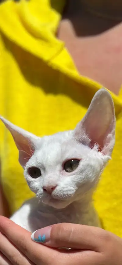 We have a beautiful Devon Rex kitten looking for her loving forever home ❤️ • 1 White Girl $2500 • 1...