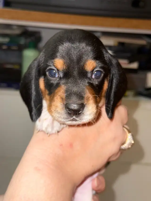 ONLY 3 LEFT!!!!! Mini Dachshund Puppies Available in Dogs & Puppies for Rehoming in City of Toronto - Image 3